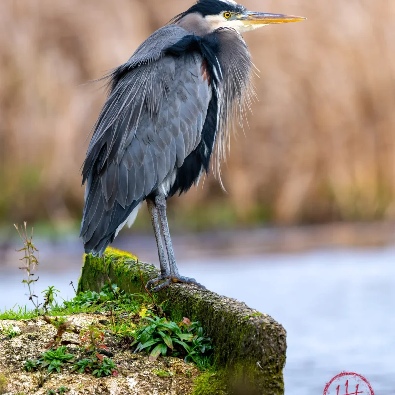 Arboretum Heron Ruins
