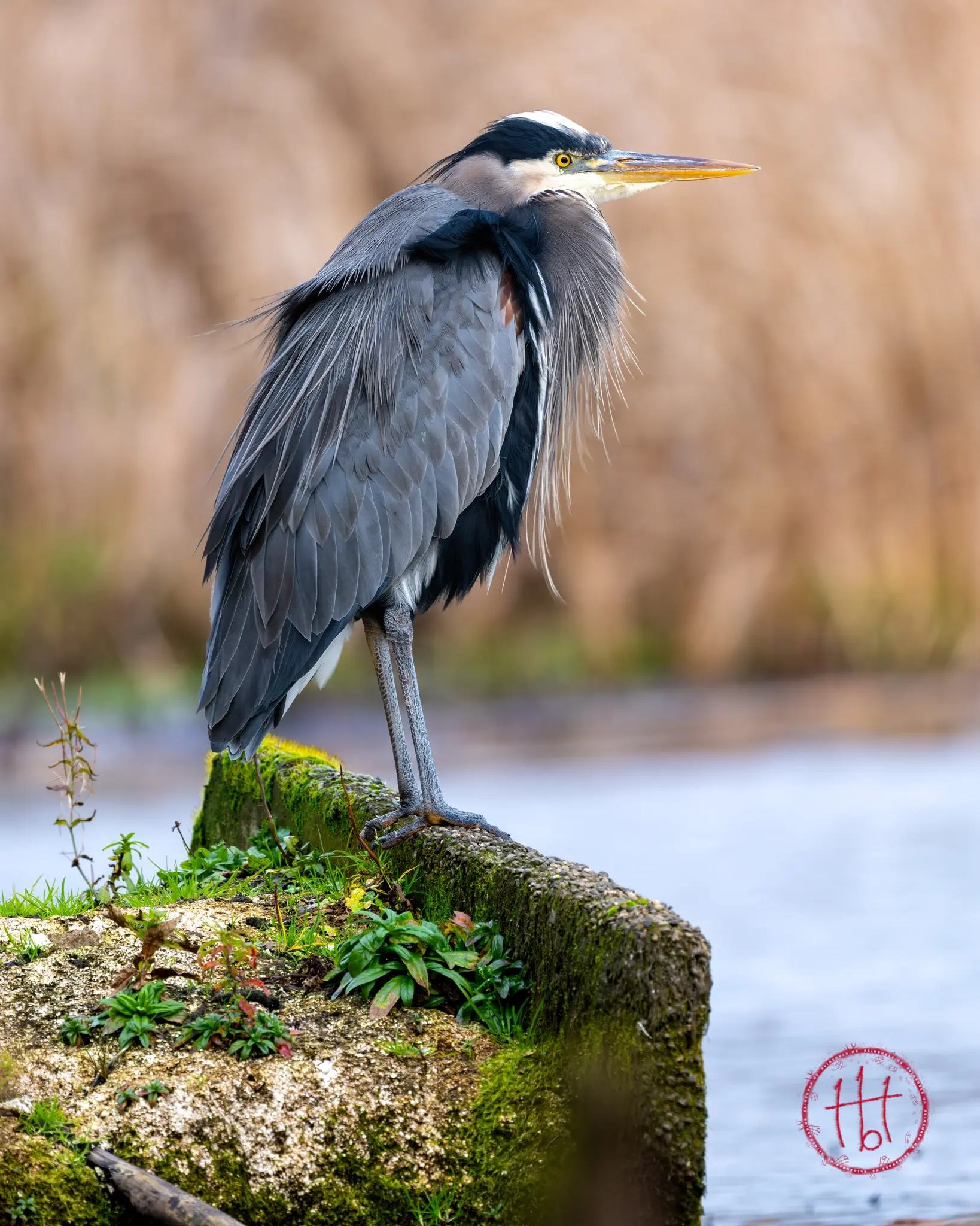 Arboretum Heron Ruins